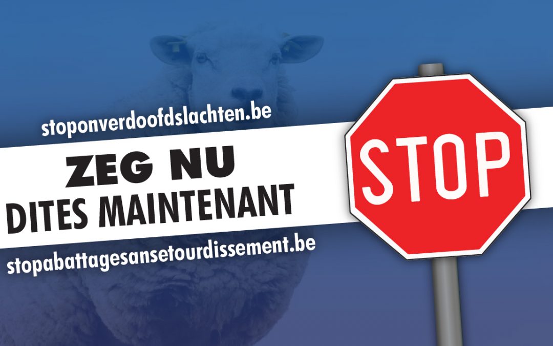 Le Vlaams Belang lance une pétition contre l’abattage sans étourdissement à Bruxelles