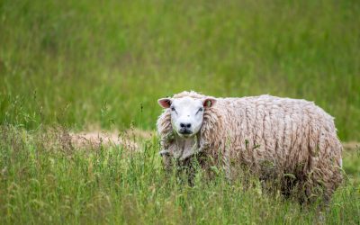 Abattage sans étourdissement: les vétérinaires confirment la position du Vlaams Belang